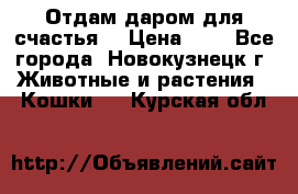 Отдам даром для счастья. › Цена ­ 1 - Все города, Новокузнецк г. Животные и растения » Кошки   . Курская обл.